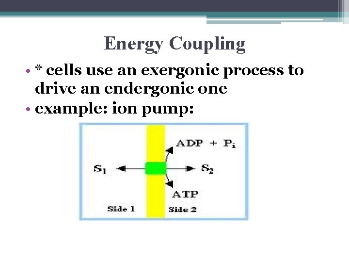 Energy Coupling • * cells use an exergonic process to drive an endergonic one