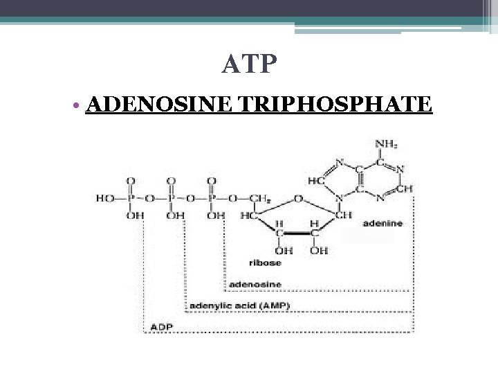 ATP • ADENOSINE TRIPHOSPHATE 