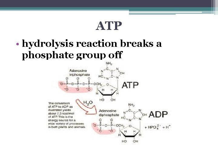 ATP • hydrolysis reaction breaks a phosphate group off 