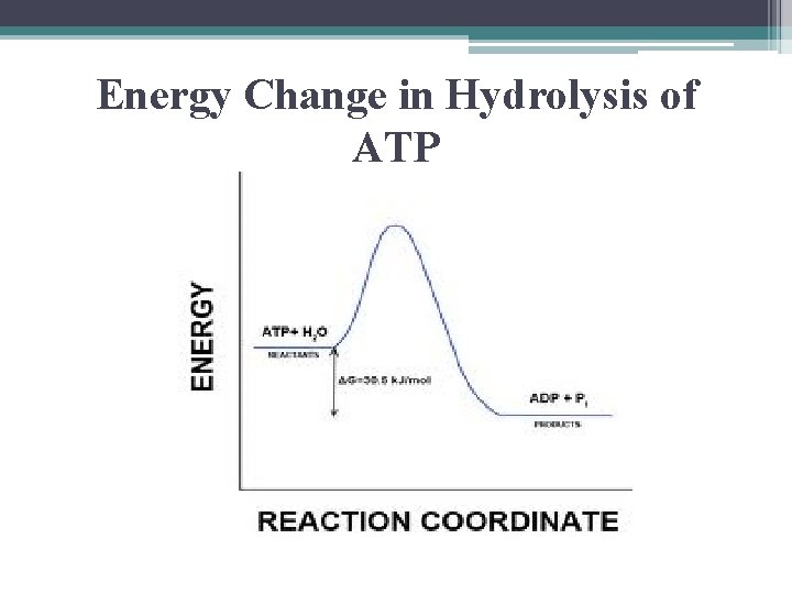 Energy Change in Hydrolysis of ATP 