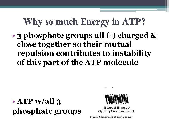 Why so much Energy in ATP? • 3 phosphate groups all (-) charged &