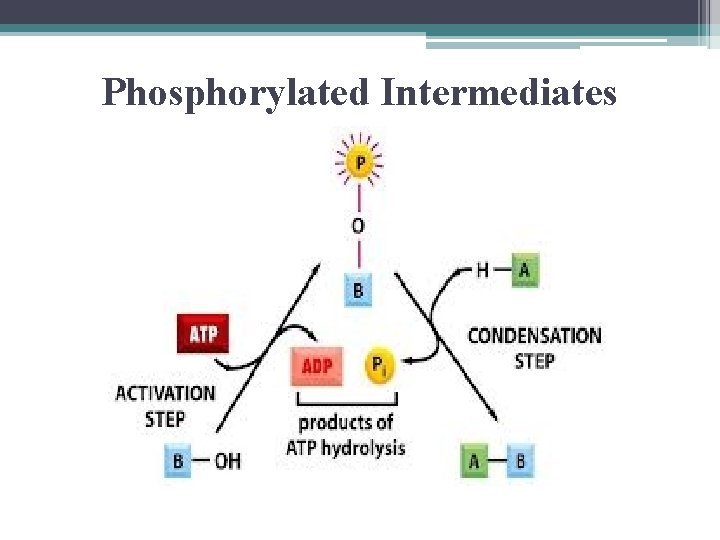 Phosphorylated Intermediates 
