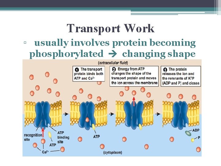 Transport Work ▫ usually involves protein becoming phosphorylated changing shape 