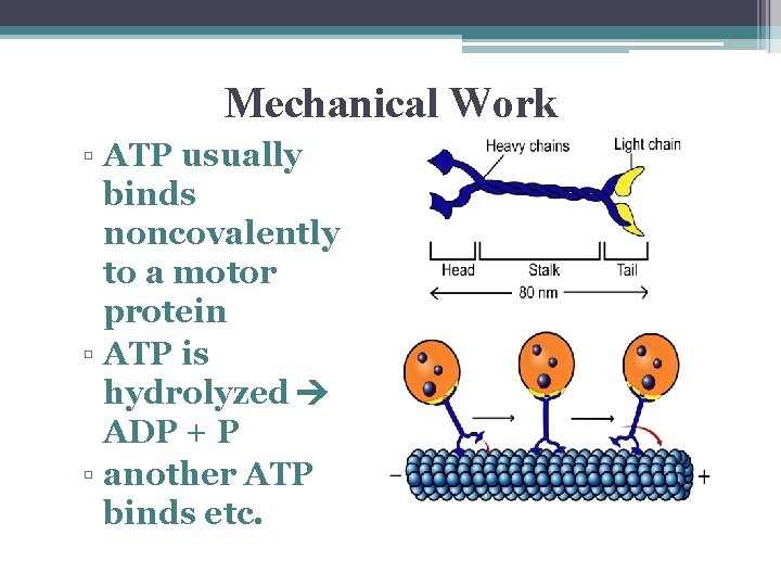 Mechanical Work ▫ ATP usually binds noncovalently to a motor protein ▫ ATP is