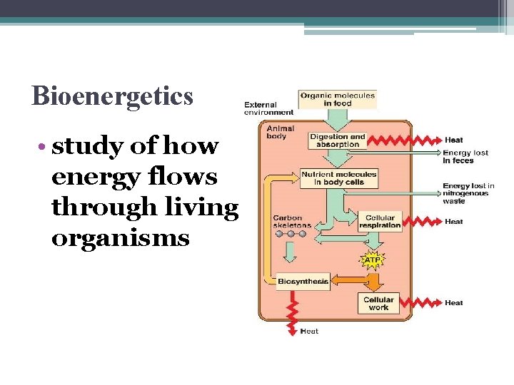 Bioenergetics • study of how energy flows through living organisms 