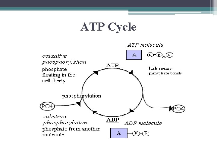 ATP Cycle 