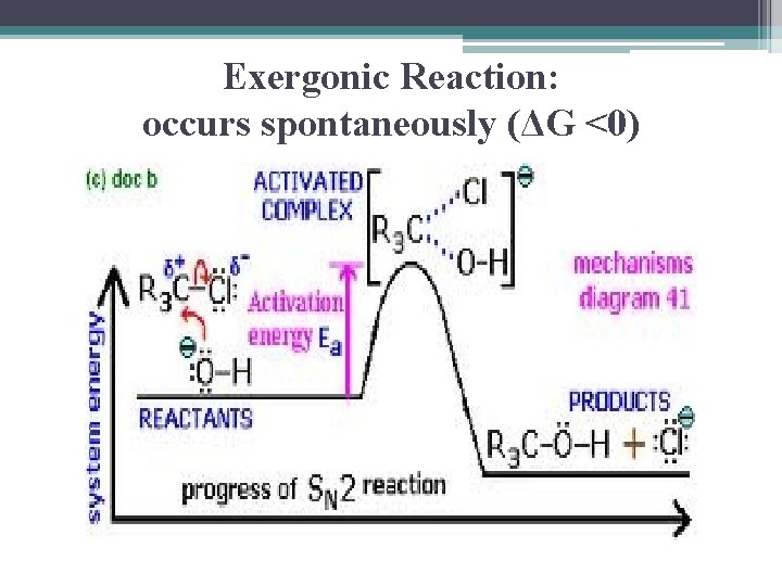 Exergonic Reaction: occurs spontaneously (ΔG <0) 