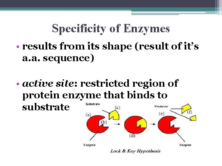 Specificity of Enzymes • results from its shape (result of it’s a. a. sequence)