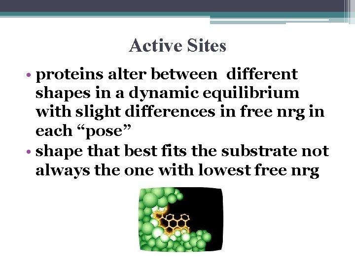 Active Sites • proteins alter between different shapes in a dynamic equilibrium with slight