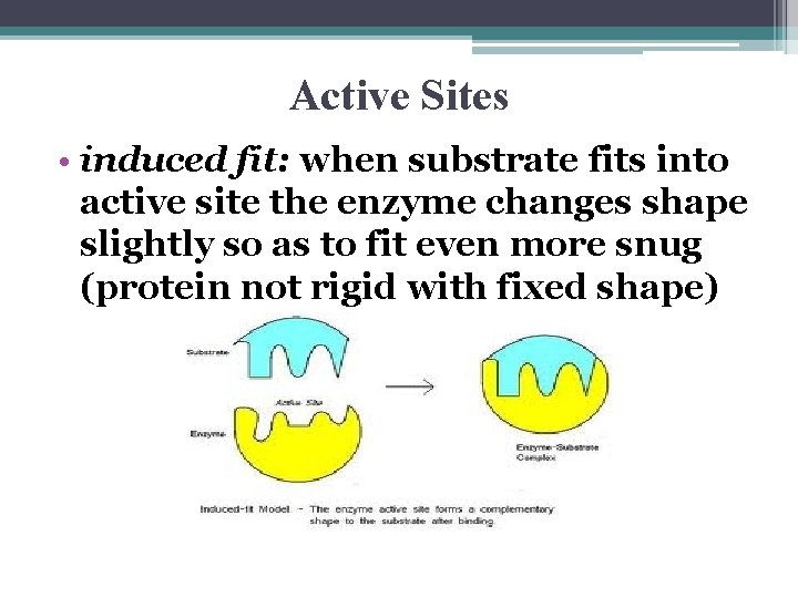 Active Sites • induced fit: when substrate fits into active site the enzyme changes