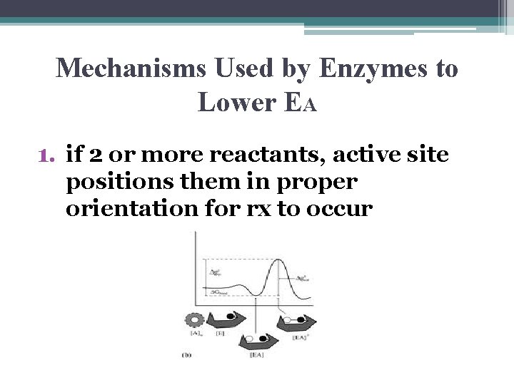 Mechanisms Used by Enzymes to Lower EA 1. if 2 or more reactants, active