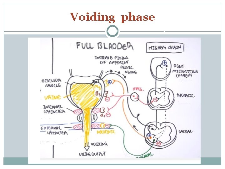 Voiding phase 