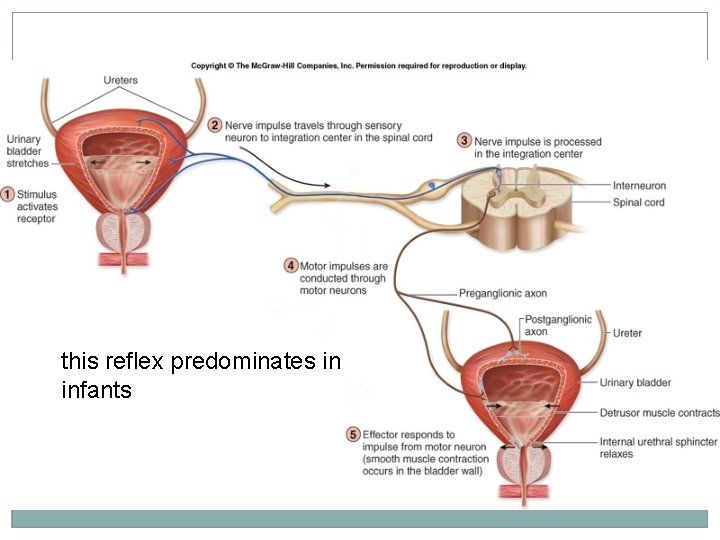 this reflex predominates in infants 