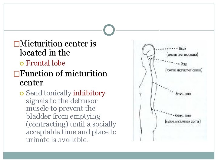�Micturition center is located in the Frontal lobe �Function of micturition center Send tonically