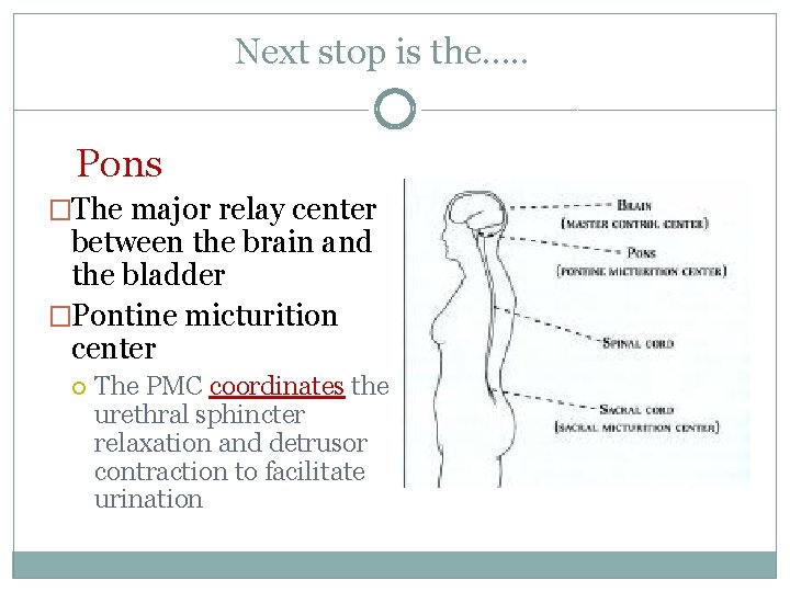 Next stop is the…. . Pons �The major relay center between the brain and