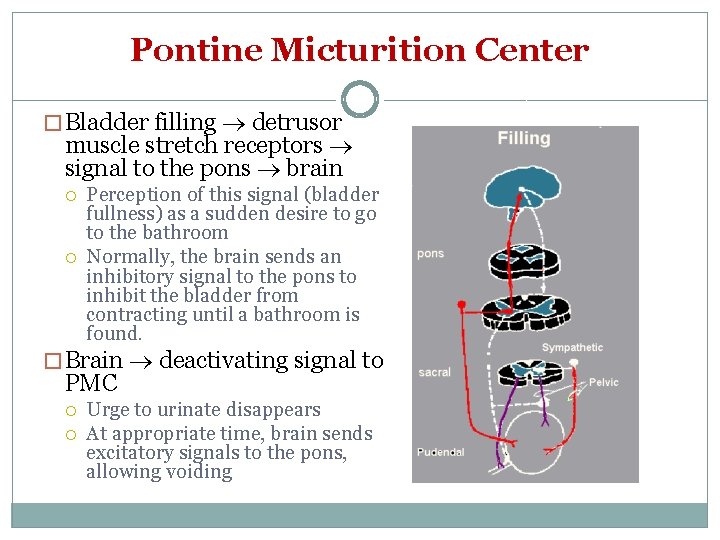 Pontine Micturition Center � Bladder filling detrusor muscle stretch receptors signal to the pons