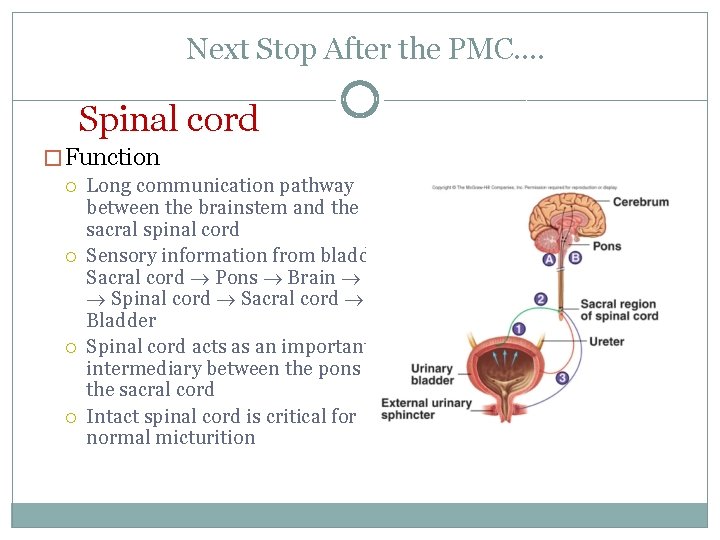 Next Stop After the PMC…. Spinal cord � Function Long communication pathway between the
