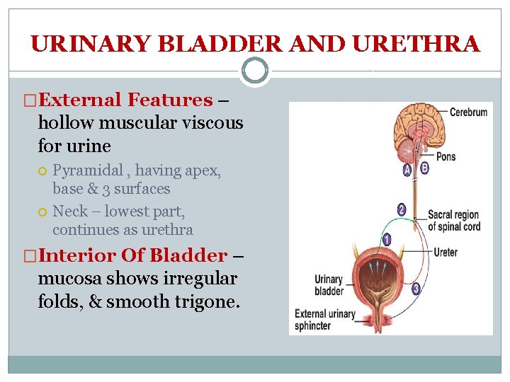 URINARY BLADDER AND URETHRA �External Features – hollow muscular viscous for urine Pyramidal ,