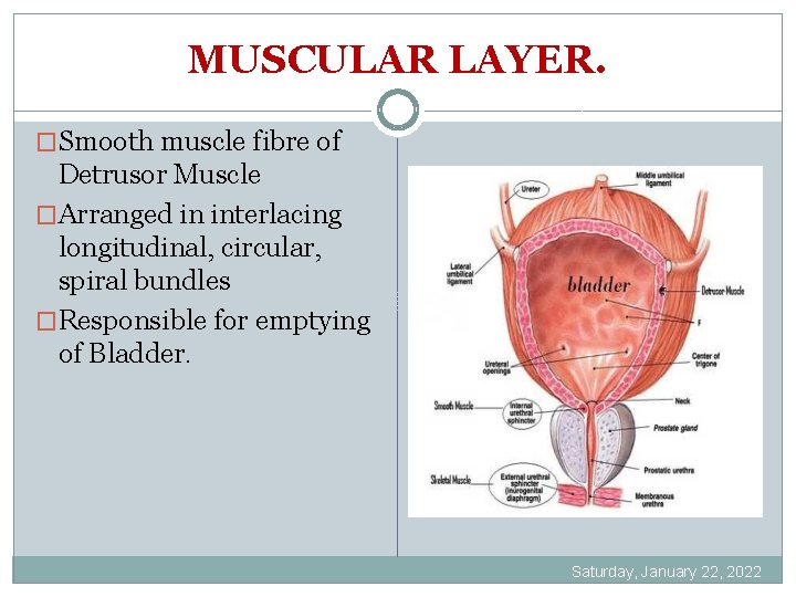 MUSCULAR LAYER. �Smooth muscle fibre of Detrusor Muscle �Arranged in interlacing longitudinal, circular, spiral