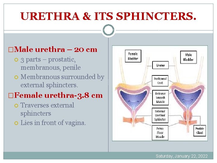 URETHRA & ITS SPHINCTERS. �Male urethra – 20 cm 3 parts – prostatic, membranous,