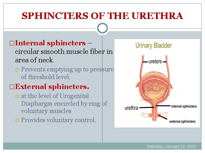 SPHINCTERS OF THE URETHRA �Internal sphincters – circular smooth muscle fiber in area of