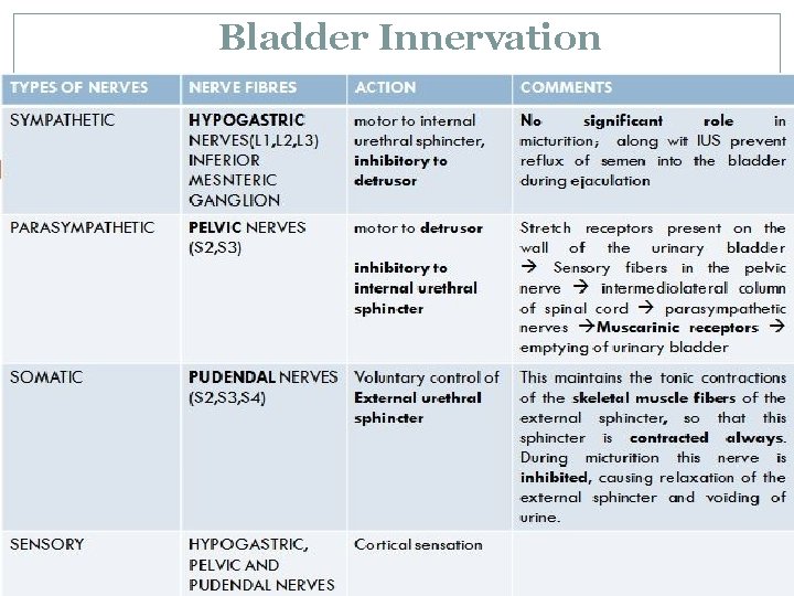 Bladder Innervation 