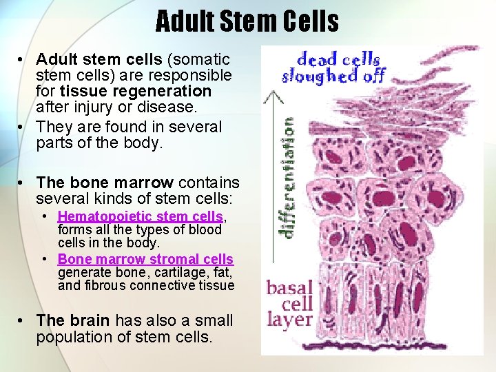 Adult Stem Cells • Adult stem cells (somatic stem cells) are responsible for tissue
