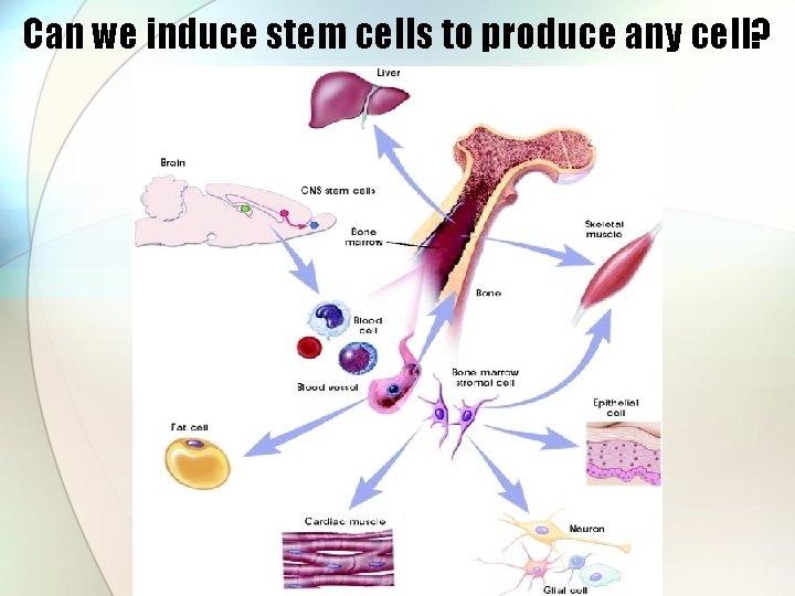 Can we induce stem cells to produce any cell? 