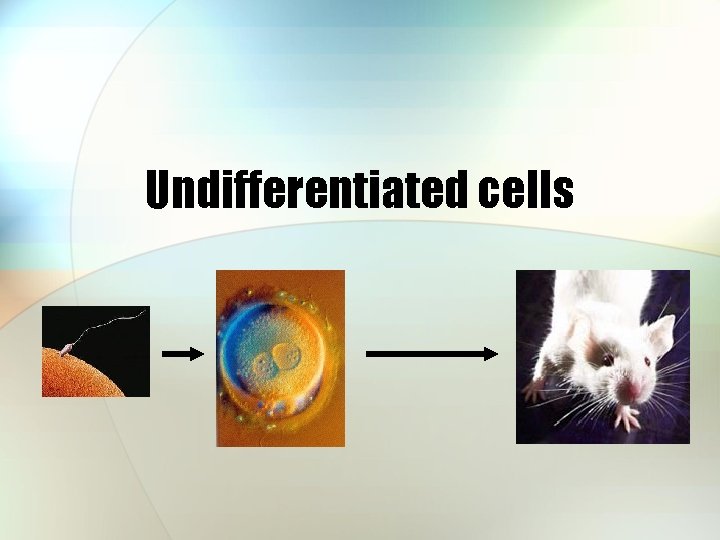Undifferentiated cells 