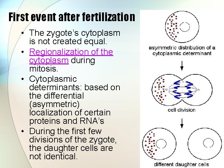 First event after fertilization • The zygote’s cytoplasm is not created equal. • Regionalization