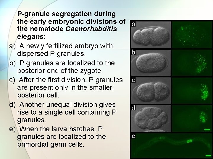 P-granule segregation during the early embryonic divisions of the nematode Caenorhabditis elegans: a) A