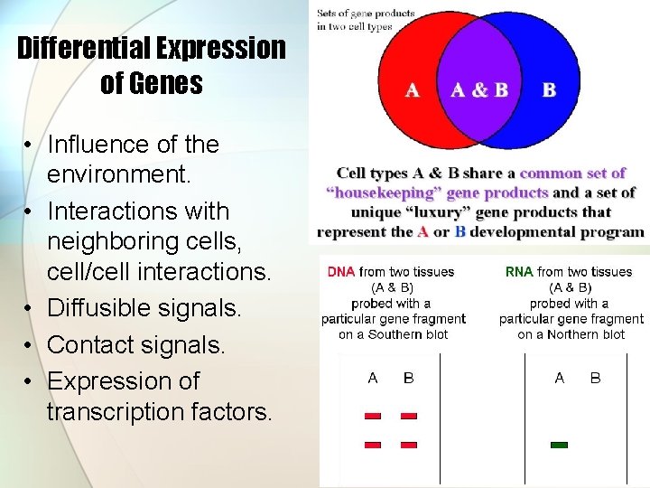 Differential Expression of Genes • Influence of the environment. • Interactions with neighboring cells,