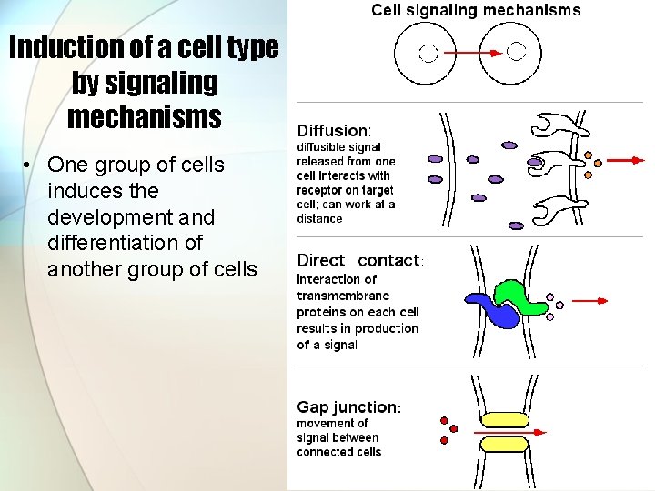 Induction of a cell type by signaling mechanisms • One group of cells induces