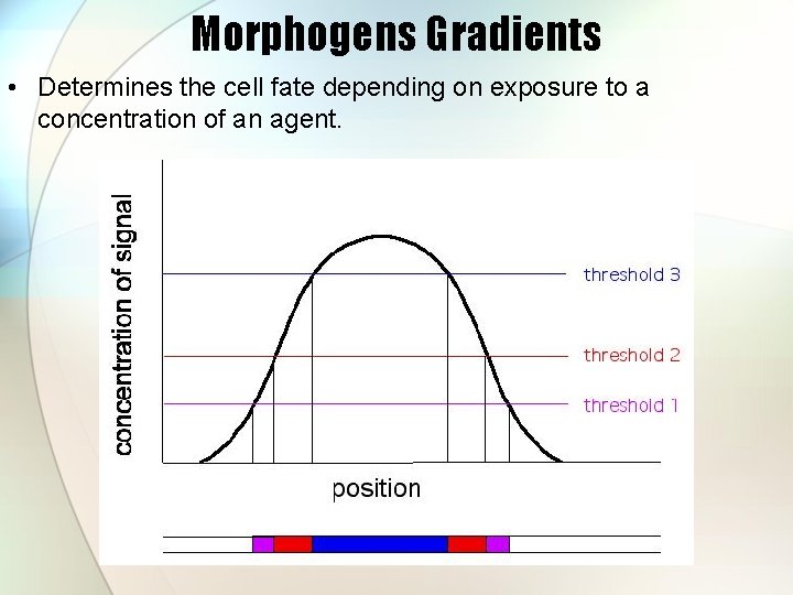Morphogens Gradients • Determines the cell fate depending on exposure to a concentration of