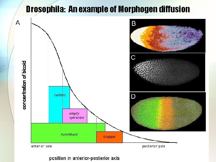 Drosophila: An example of Morphogen diffusion 