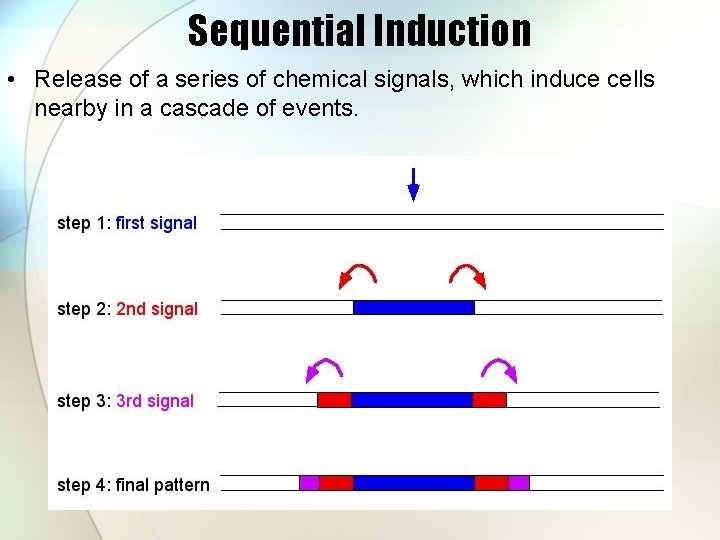 Sequential Induction • Release of a series of chemical signals, which induce cells nearby