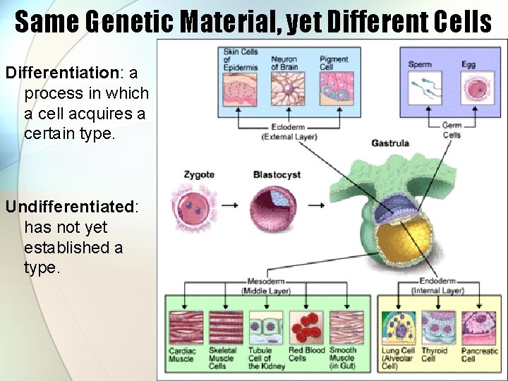 Same Genetic Material, yet Different Cells Differentiation: a process in which a cell acquires