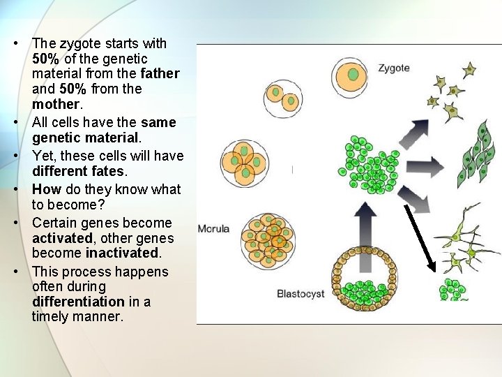  • The zygote starts with 50% of the genetic material from the father