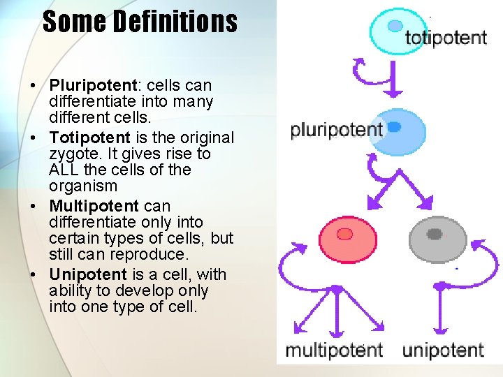 Some Definitions • Pluripotent: cells can differentiate into many different cells. • Totipotent is