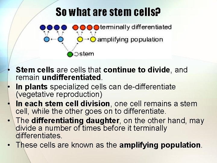 So what are stem cells? • Stem cells are cells that continue to divide,