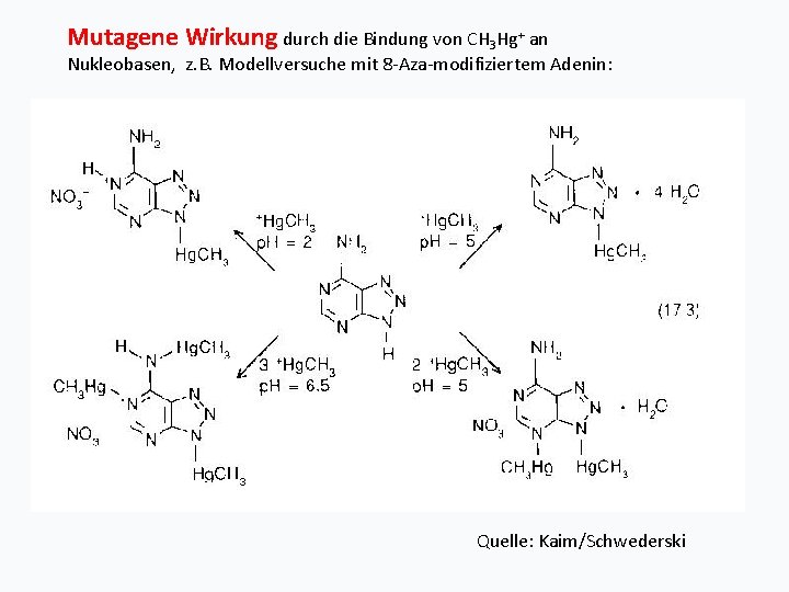 Mutagene Wirkung durch die Bindung von CH 3 Hg+ an Nukleobasen, z. B. Modellversuche