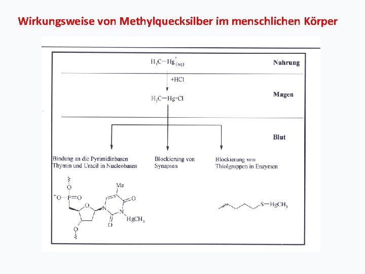 Wirkungsweise von Methylquecksilber im menschlichen Körper 