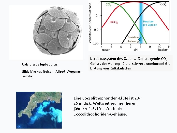 Calcidiscus leptoporus Bild: Markus Geisen, Alfred-Wegener. Institut Karbonatsystem des Ozeans. Der steigende CO 2