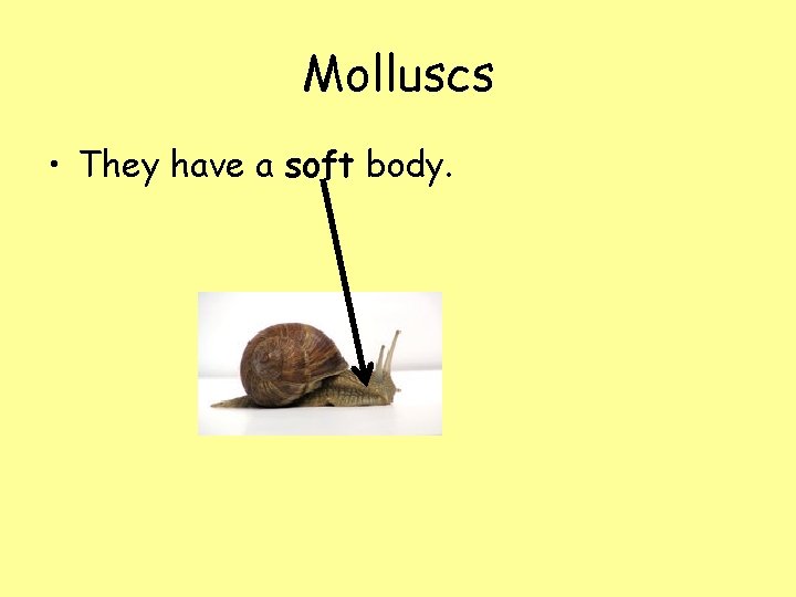 Molluscs • They have a soft body. 