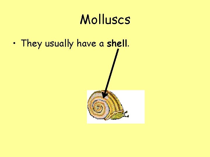 Molluscs • They usually have a shell. 