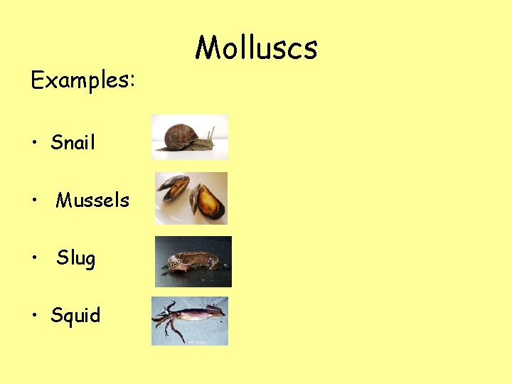 Examples: • Snail • Mussels • Slug • Squid Molluscs 