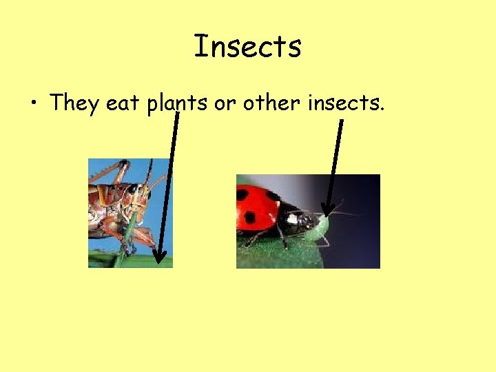 Insects • They eat plants or other insects. 