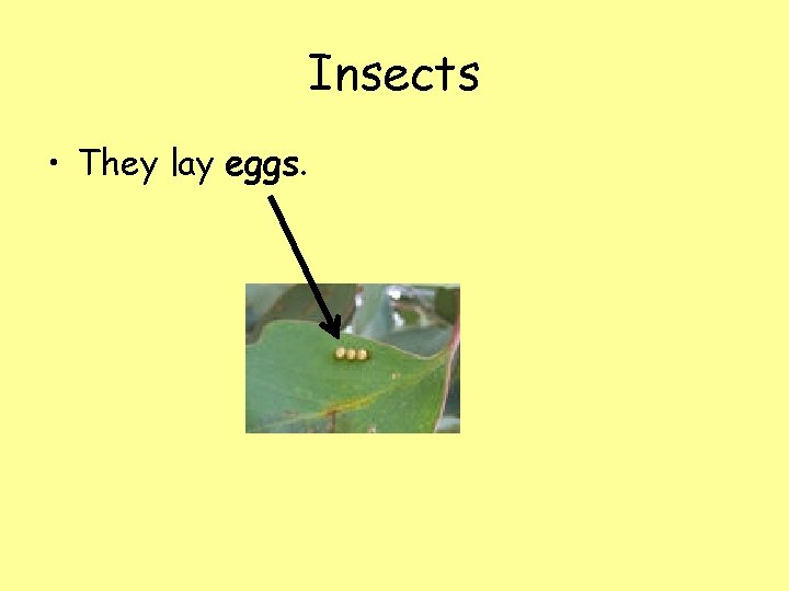 Insects • They lay eggs. 
