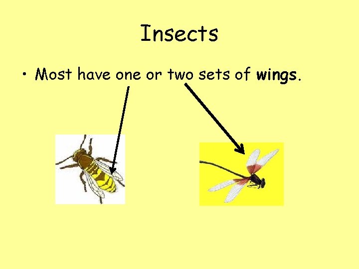 Insects • Most have one or two sets of wings. 