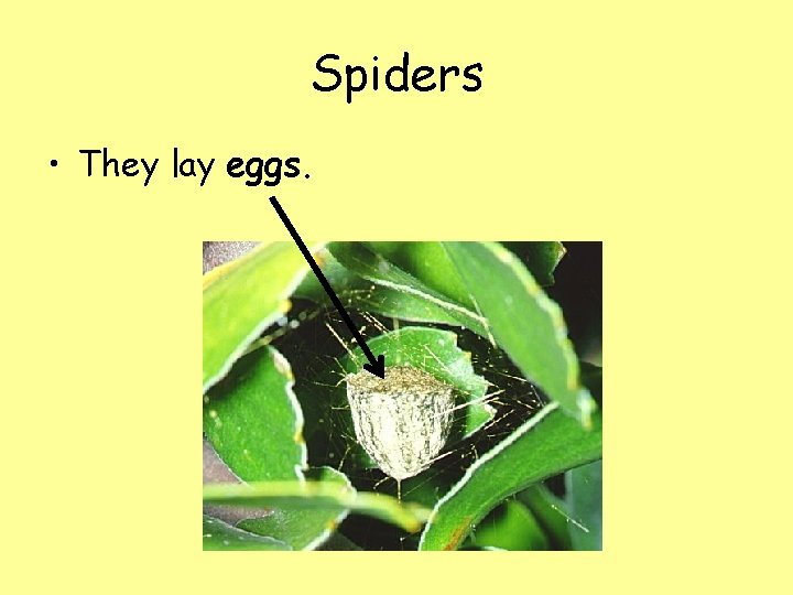 Spiders • They lay eggs. 